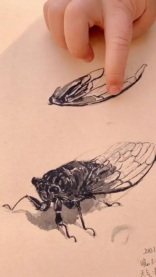 哔哩哔哩创作中心 工笔蝉#合肥##绘画