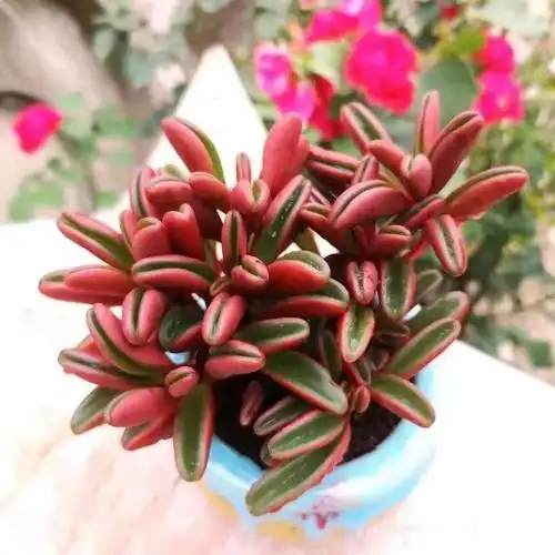 红背椒草多肉植物老桩绿植盆栽稀有肉肉小贵货大棚微景观四季盆栽