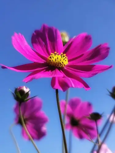 首发我最爱的格桑花