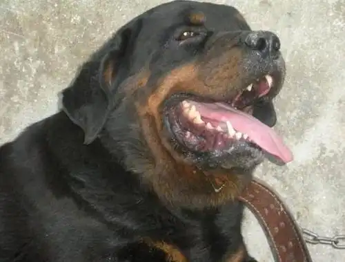 罗威纳咬死泰迪,它真的是那种遭人恨的恶犬吗?