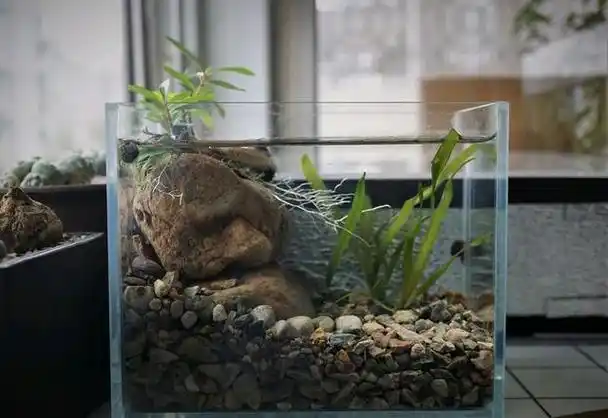 分享小型原生缸造景的同时,和大家探讨下原生鱼缸必备的几个条件,包括