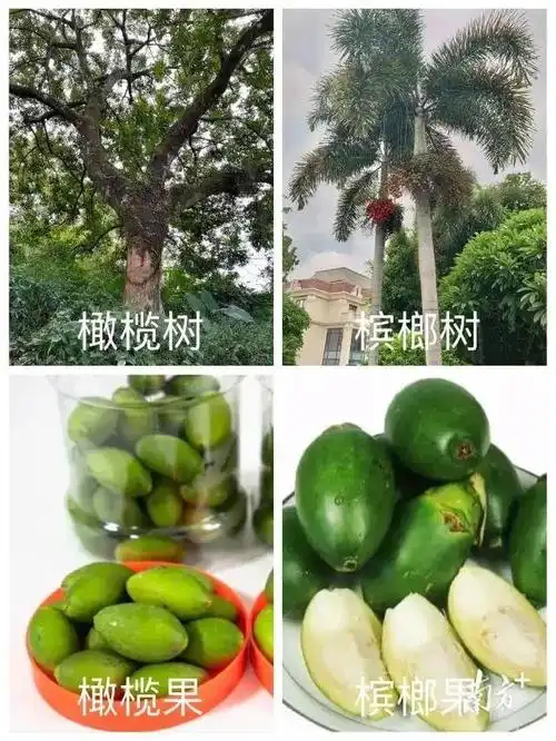 "橄榄十问"之五:在潮汕,为何请客人吃橄榄叫做"食槟榔"?