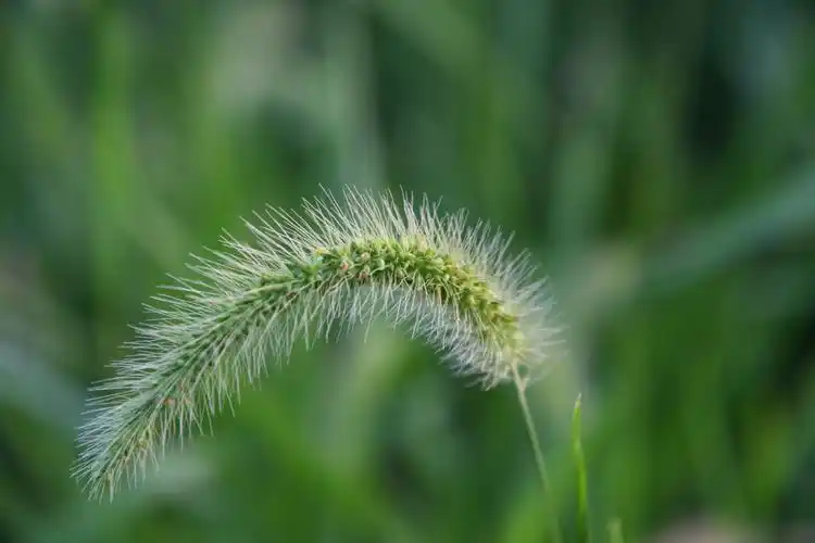 八月,狗尾巴草的秋天