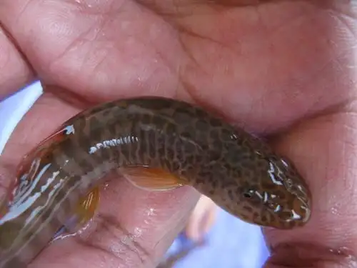 野生小鱼,非常可爱,叫不出名字要挨骂