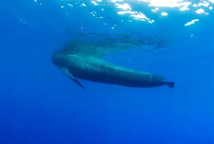 long-finned pilot whale