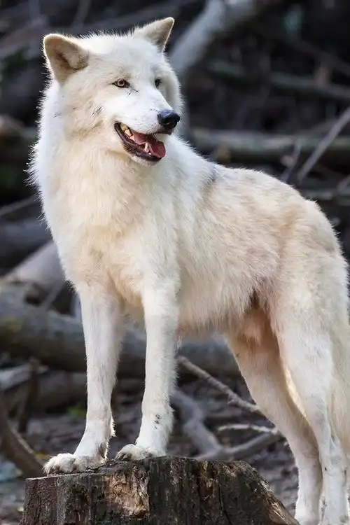 白狼,捕食者,野生动物