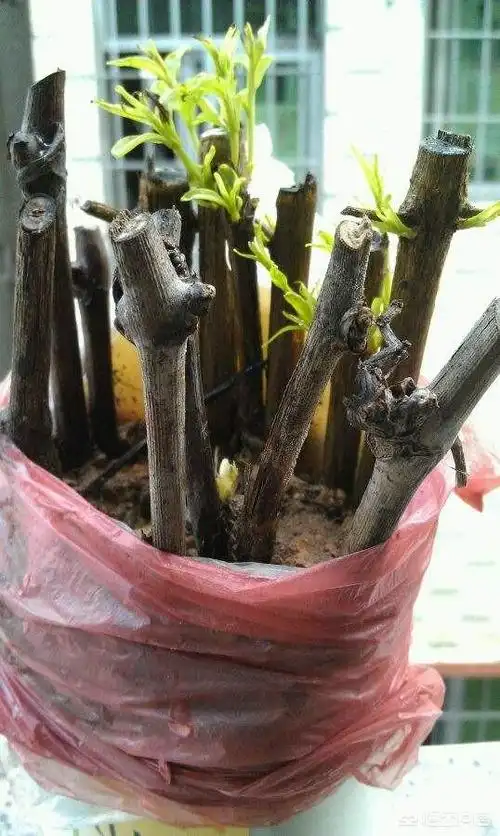 头条问答 - 葡萄扦插育苗技术的步骤有哪些?(18个回答)