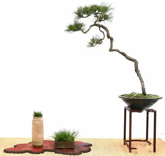 国家级盆景大师文人盆景作品赏析!高清大图 - 知乎