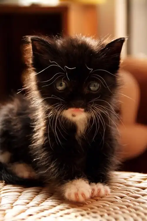 请问这种全身黑,四脚白的猫不吉利吗?