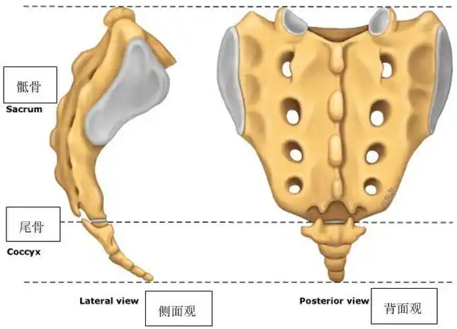 尾椎骨疼痛的原因(男人尾椎骨疼痛的原因)_大全-幸福起航