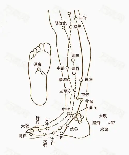 腿部背部胆经肝经肾经胃经脾经膀胱