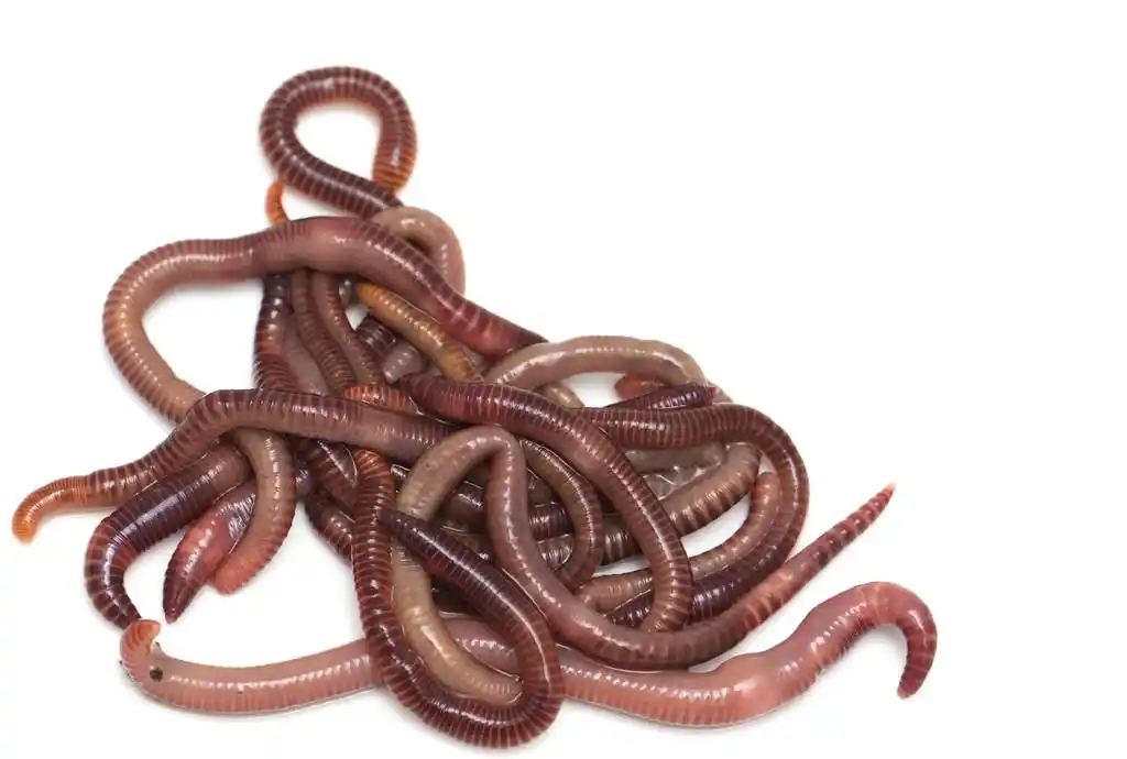 照片.,蚯蚓在白色背景上