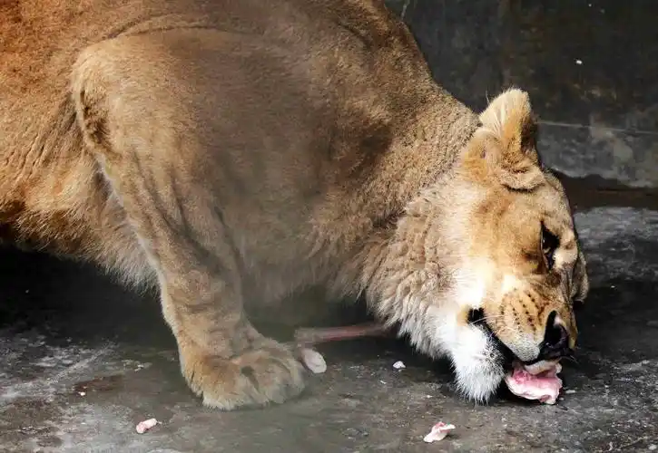 狮子的早餐拍于南阳动物园