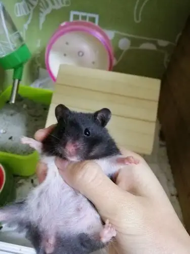 有需要奶牛熊的么