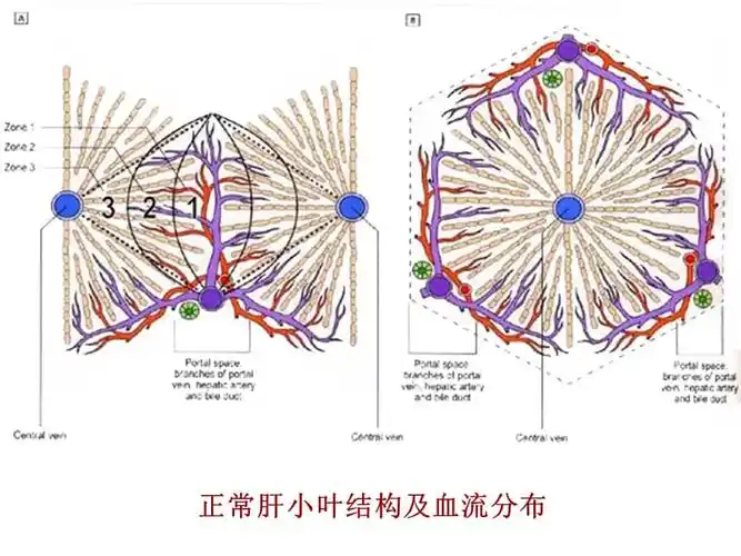 病理学课件病毒性肝炎ppt