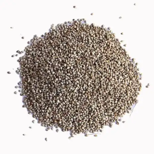 小米草种籽雀叶稗养殖专用水草种子鱼虾蟹牧草种子高产耐水淹草