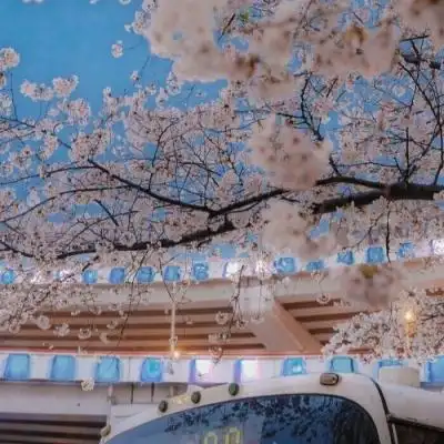 唯美头像频道提供更多与唯美,小清新,樱花相关的头像图片挑选下载