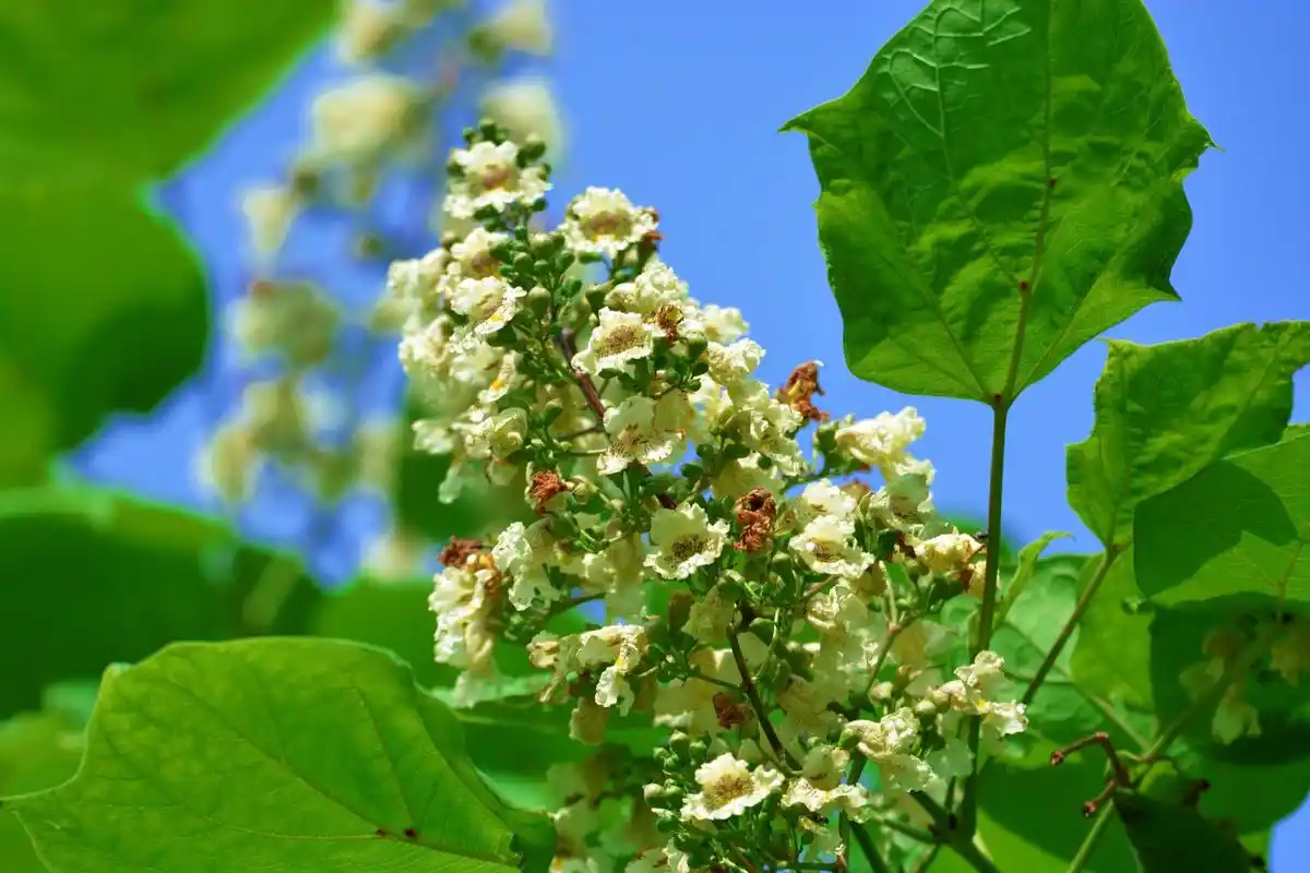 很特别的梓树花原创摄影