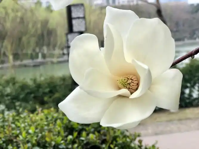 合肥市花广玉兰(广玉兰为什么是合肥的市树)