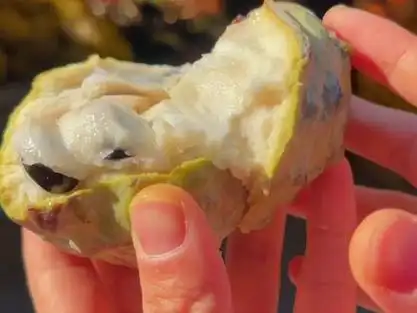 是什么味道呢,柚柚今天给大家揭秘哦06#释迦果怎么吃 #释迦果特别甜