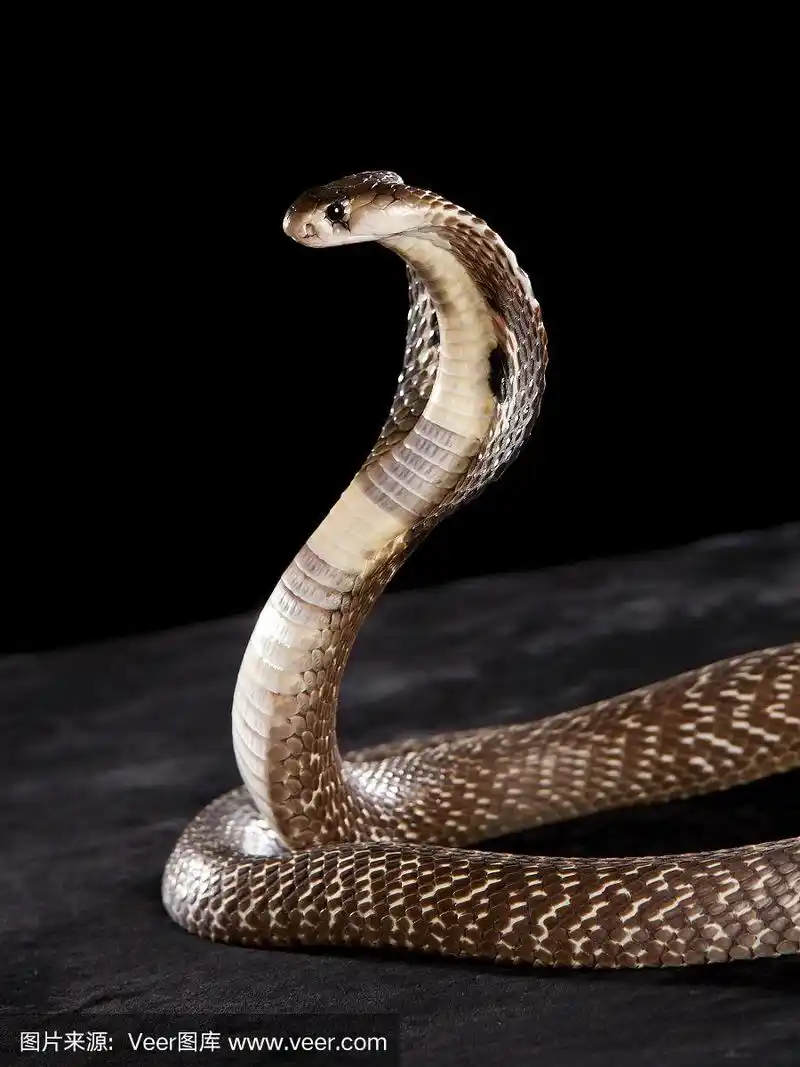 眼镜蛇,自然美,蛇突冠,预兆的,濒危物种