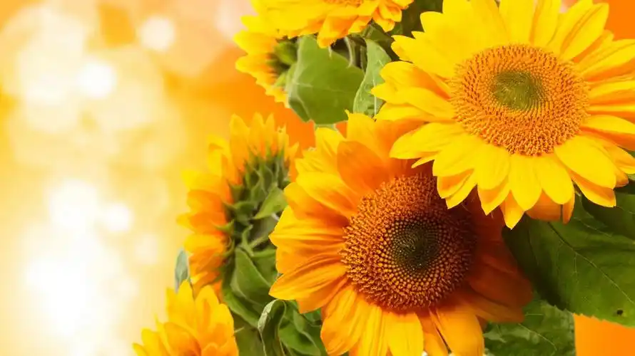 绝美向日葵风景植物壁纸_阳光下的向日葵