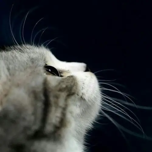 仰望星空的喵星人