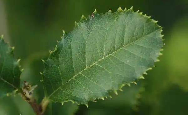刺叶石楠(植物)