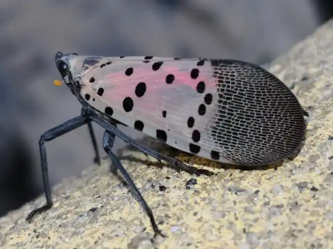 椿蹦,花蹦蹦,学名斑衣蜡蝉.在多种植物上取食活动,吸食植物汁液.