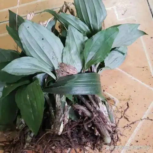 我是怎么认识它是见血莲的,而我们泸州的见血莲又叫脉羊耳兰!