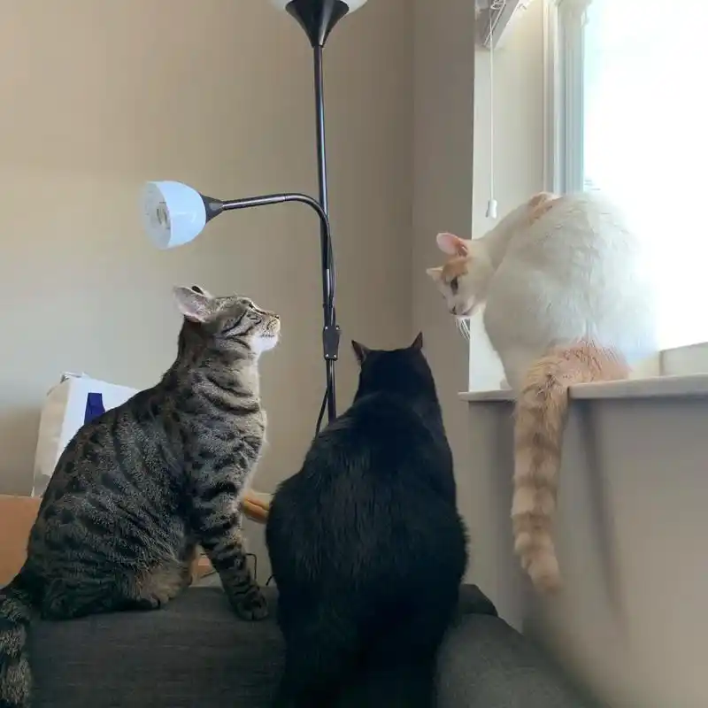 三小只.三只猫总是打架从来不咬人的白猫neinei 在三只