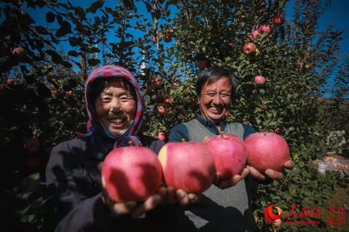 苹果大丰收,老百姓脸上洋溢着喜悦的笑容.李阳 摄