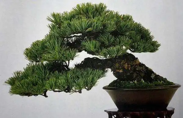 盆栽五针松怎么养