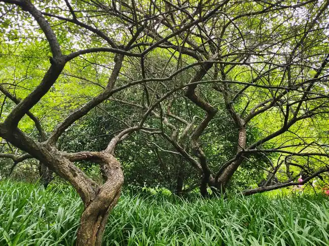 夏天老梅花树的技干
