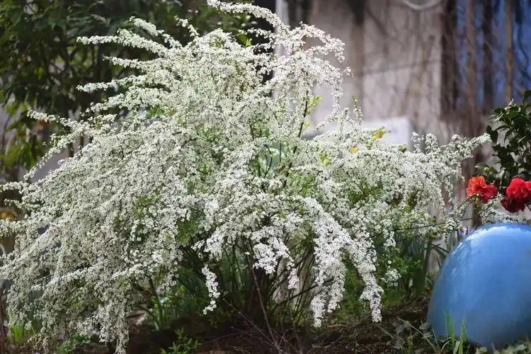你的喷雪花雪柳谢了吗该修剪了园丁