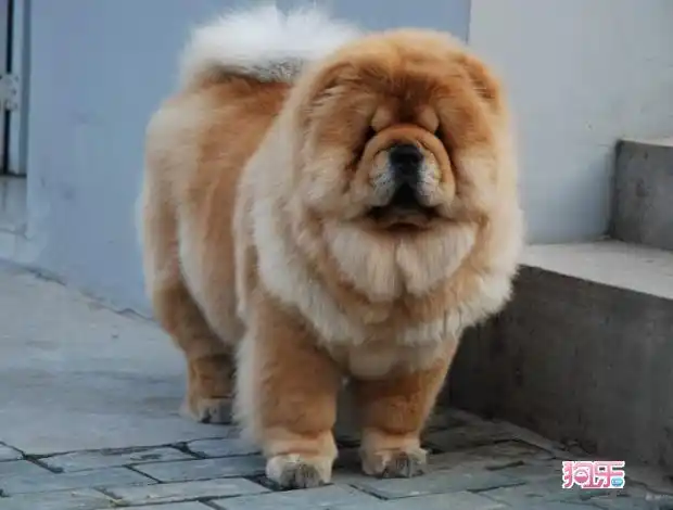 美系小体肉嘴松狮宝宝——实物拍摄 疫苗做齐—签协议