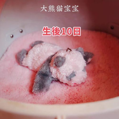 熊猫幼崽玩偶毛绒玩具可爱1:1还原出生10日幼龄小熊猫公仔挂件