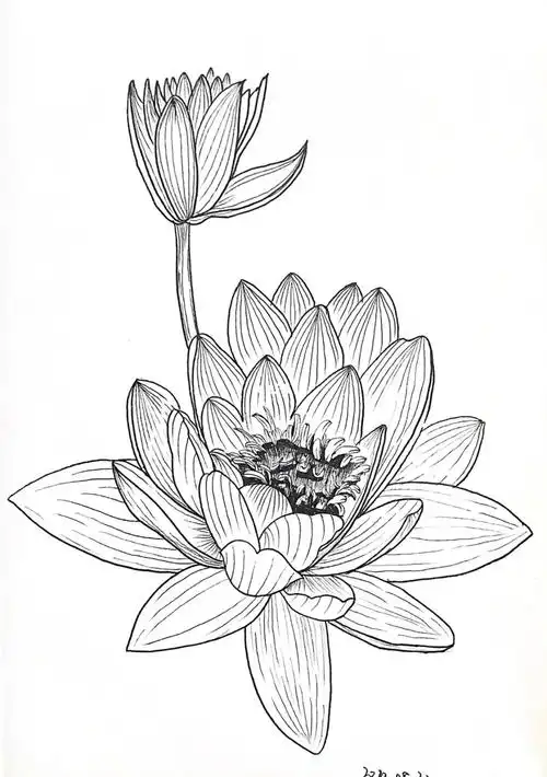 第356天打卡睡莲画劈叉了