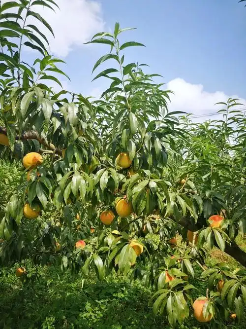 偏坡黄桃采摘攻略吃定秋天的第一口甜蜜