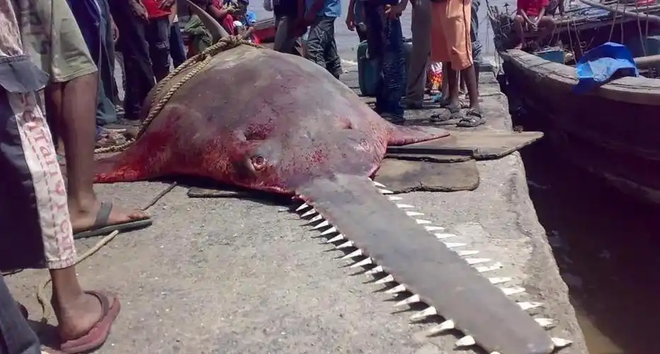 像凶神恶煞一般,一般动物见到它都会躲起来,锯鳐的锯是它捕食的工具