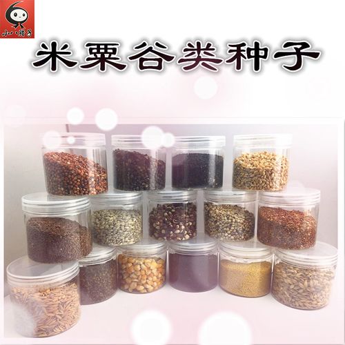 稻米粟豆子种子粘贴画幼儿园自然角种植认知科学观察操作宝宝创意