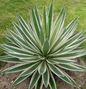 龙舌草,质量保证,货源充足