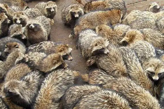 养貉子赚钱吗貉子养殖的利润与投资成本及前景预测