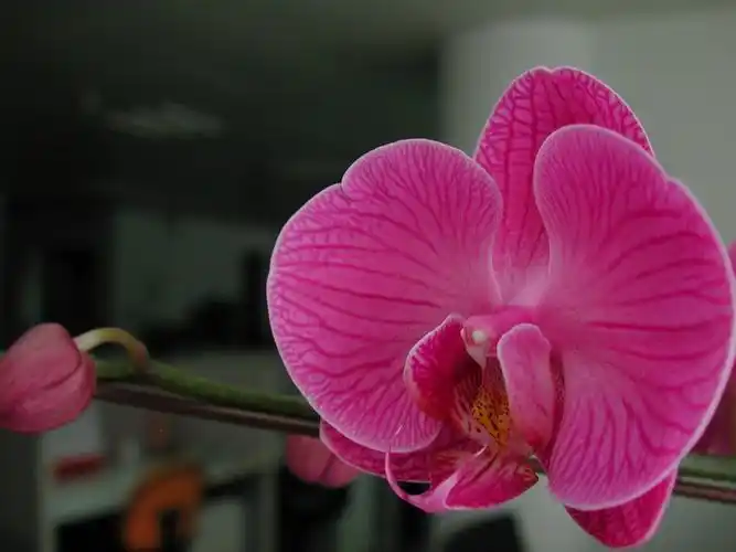 【女人花!/图4】动物植物--中关村在线