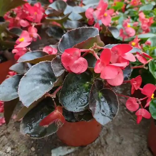 四季海棠图片(四季海棠图片棒棒糖)