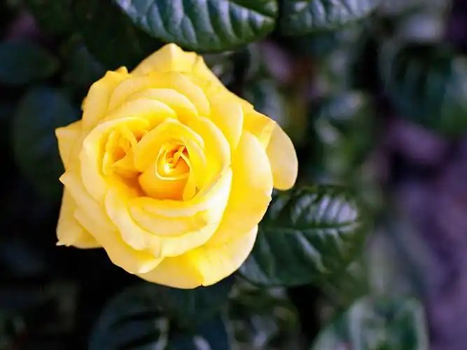 黄玫瑰,单花 壁纸