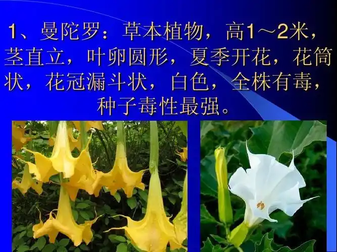 常见有毒植物 02ppt