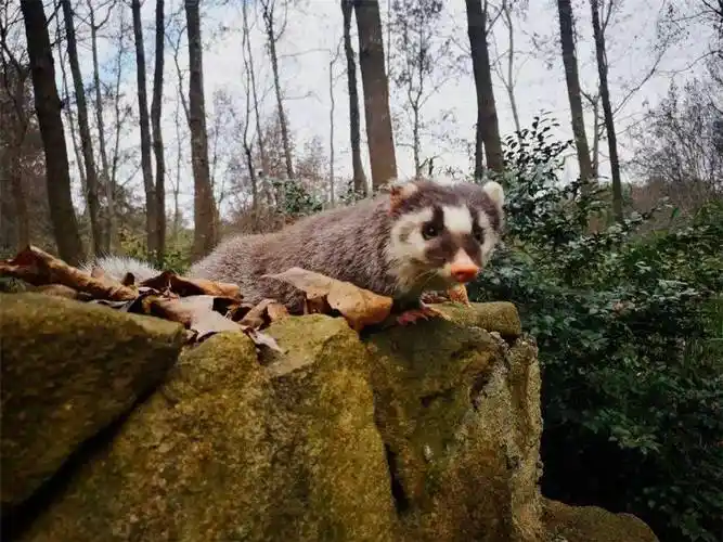 原创浙江黄岩出现一野生动物鼻子像猪脸像老鼠擅长用鼻子挖洞做窝