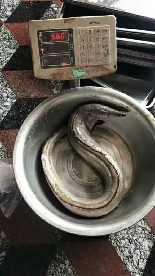 野生白鳗鱼的营养价值和功效 东山岛野生海鲜