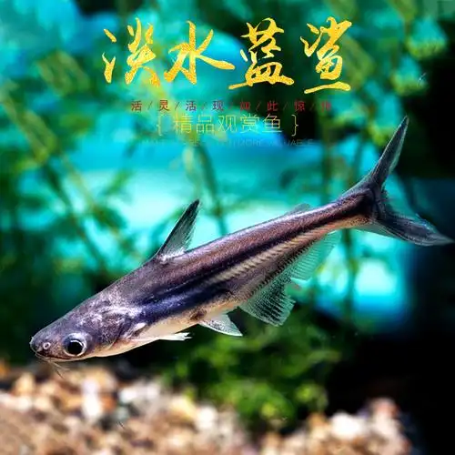 淡水蓝鲨鱼热带观赏宠物鱼新手易养鱼斧头虎头鲨中型鱼小蓝沙活体